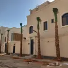 نخل واشنطني زينه طبيعي