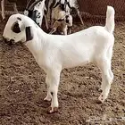 مشروع بيشي فاخر طواشي