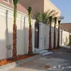 نخل للبيع واشنطنيا زينه