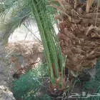 جميع انواع النخيل المثمر