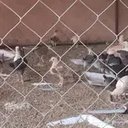 صوص دجاج الوان فواتح السعر 4ريال