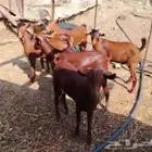 تبوس دهم مشاريع فحول العدد 6