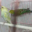 عصفورين بادجي (ذكر انثى)