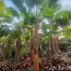 نخبل.واشنطنيا.للبيع