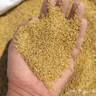 بذر برسيم حساوي درجى أولى صافي خالي من الشوائب