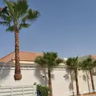 نخيل واشنطني زينه