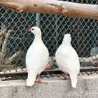 حجل ابيض أوربي