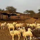 بهم نظيف ظهر وطرف مراح واحد