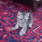 قطة صغيرة كيوت.