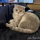 مفقود مكافاه ماليه لمن يعثر عليه