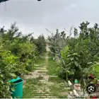 مطلوب اجار مزرعة