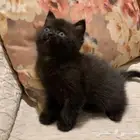 قطط سكوتش ستريت بيور سوداء للتبني برسوم رمزيه