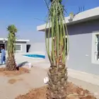 النخل للبيع وشاري يسوم جمله وتفرد حتا واحده