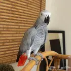 كل أنا أقبل كل الببغاء لتبني