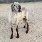 فحل درماني