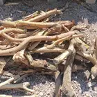 للبيع حطب سمر حملة شاص