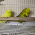 جوز بادجي انجليزي توب منتج تم البيع