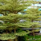 شتلات ترمناليا منتالي موقعنا مشتل في وادي نعمان كر بين مكة و