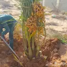 لدينا جميع أنواع النخيل بجميع النواعه ومقاساته من له الرغبه