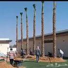 نخل عربي واشنطني