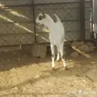 جفير بيشيات مشالله تبارك الله وصلوا على النبي
