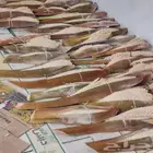 مطلوب نخل فحالات الايجار تكون تثمر