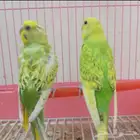 للببع طيور الحب مع ملحقاته 120