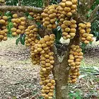 اللزيوم المنزلى Lansium domesticum