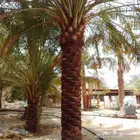 نقوم بجميع عمال نخيل تكريب وتنضيف وتحويض وقلع وجريد