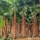 نخل واشنطني زينه امريكي جميع المقاسات