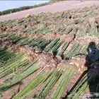 نخل للبيع عنيزه الرس بريده البدائع توصيل إلا انحاء المملكة