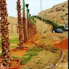 نخل زينه واشنطني نخيل واشنطنيا