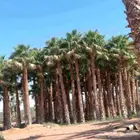 يوجد لدينا نخل واشنطني زينه امريكي بكل المقاسات وبسعار مناسب