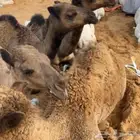 الي حاب يخش قروب بيع و شراء الغنام و البل يتواصل معي