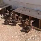 بط بري