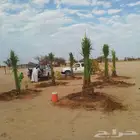 قلع وغرس وتوريد وتكريب النخيل