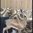 الي. عنده نفسها للبيع يتواصل معي