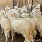 للبيع طليان حريات