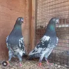 اناثي نسل العود