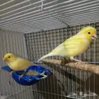 كناري هولندي