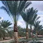 نخل البيع
