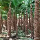 نخل واشنطني زينه امريكي ابومروحه