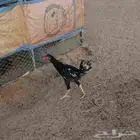 ديك و دجاجه