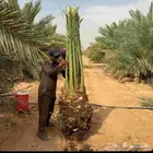 جميع اعمال النخيل نخل للبيع توريد قشع وغرس وتكريب توفير نخيل