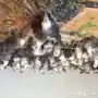 للبيع دجاج فيومي عمر شهر ونصف 