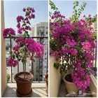 محل زراع طبيعي وتيل طبيعي وشبكات الري ومشتل زراعية طبيعي