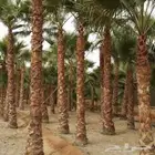 نخيل واشنطي للبيع