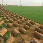 ثيل طبيعي ياباني انتورو c2000 ثيل فرنسي ثيل الظل