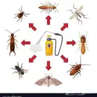 رش صراصير مكافحة حشرات بالمدينة المنورة