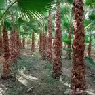 نخل زينه نخل واشنطني نخيل واشنطنيا